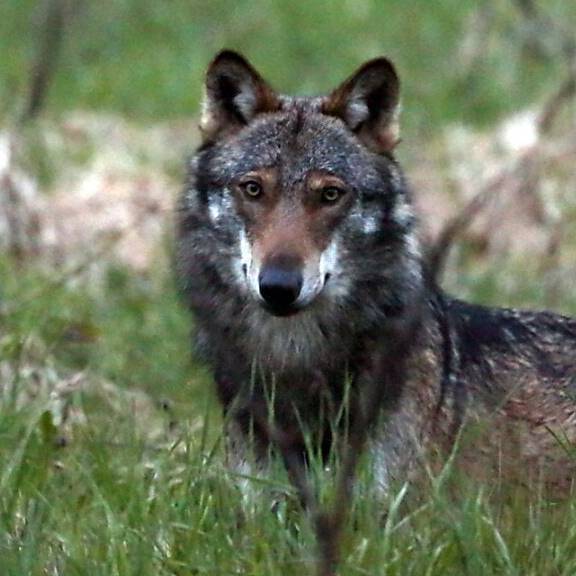 Graubünden nimmt Wolfsjagd teilweise wieder auf