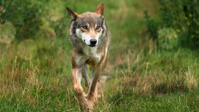 Bauernverband fordert Kantone zum Handeln gegen den Wolf auf