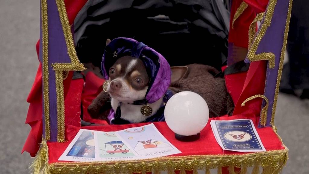New York stimmt sich mit Hundeparade auf Halloween ein