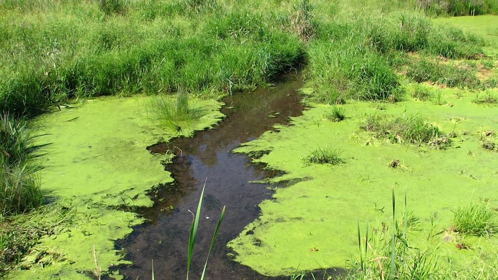 Neuenburger Giftalgen drohen auch in Ostschweizer Seen