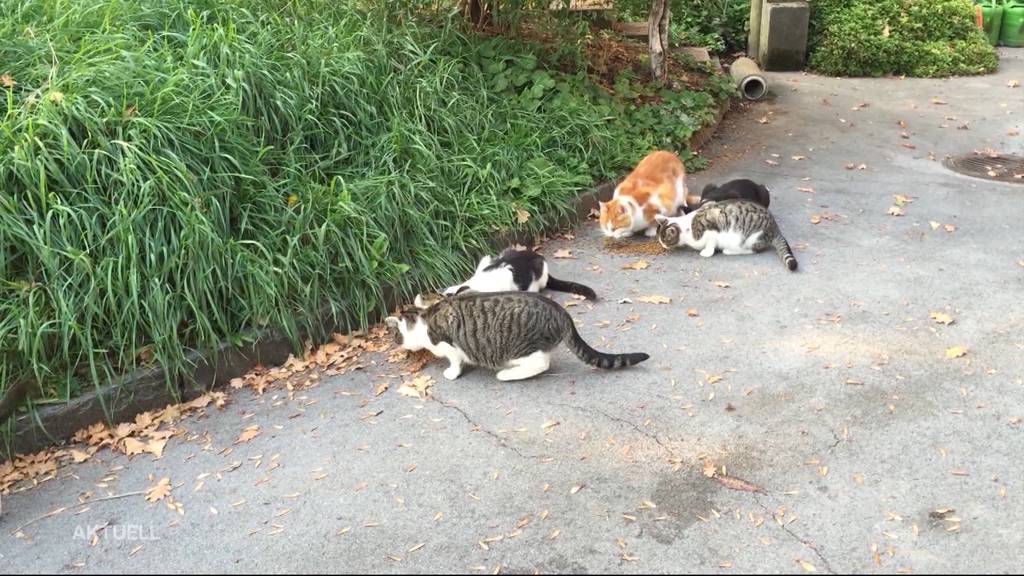 Keine Kastrationsplicht bei Katzen