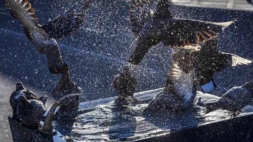 Zürcher Grüne fordern mehr Mitgefühl mit Stadttauben