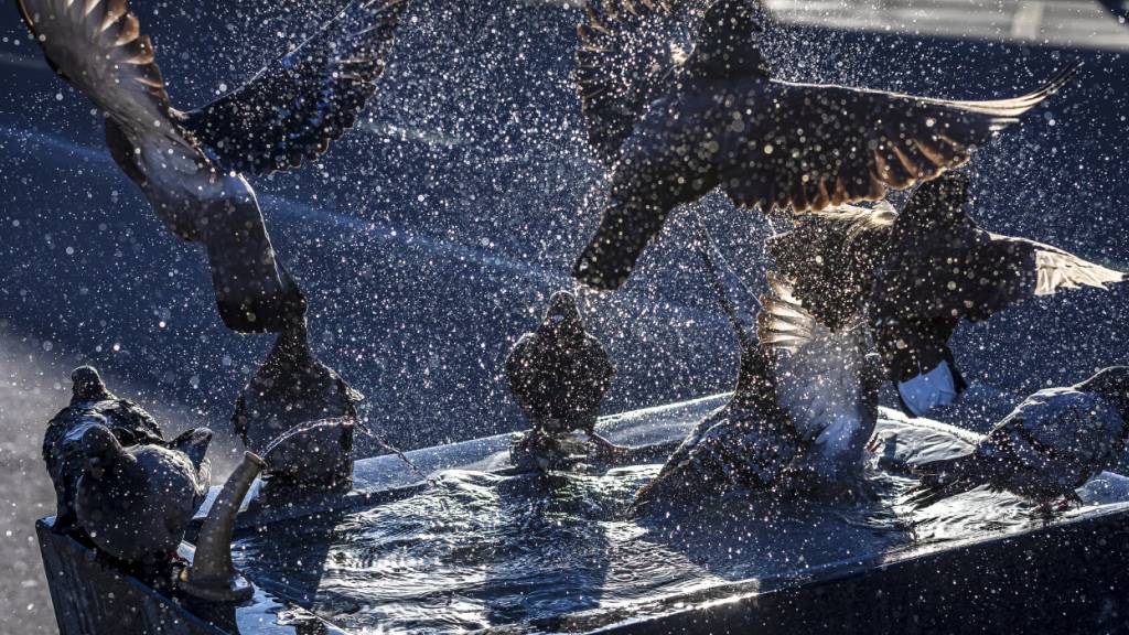 Ein Video von der Tötung von Tauben in Zürich löste grosse Empörung aus. Die Grünen fordern nun eine tierfreundlichere Regulierung. (Archivbild).