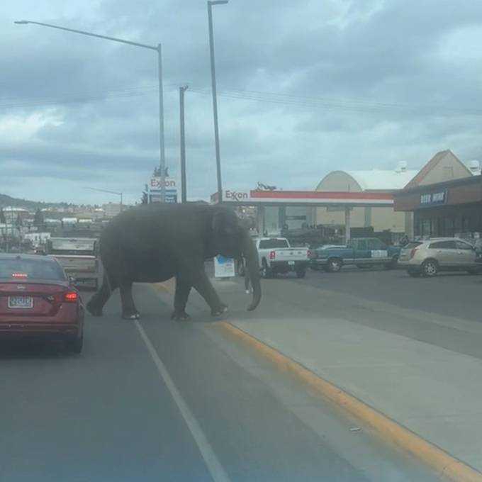 Ausgebüxter Elefant legt Verkehr in US-Kleinstadt lahm