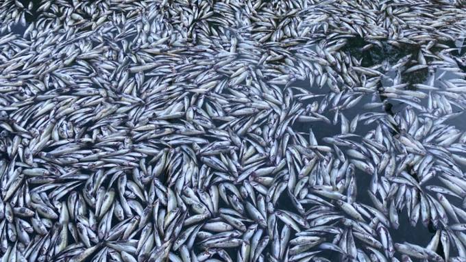 Hunderte Forellen in Zofinger Fischzucht verendet – war der Bach verschmutzt?