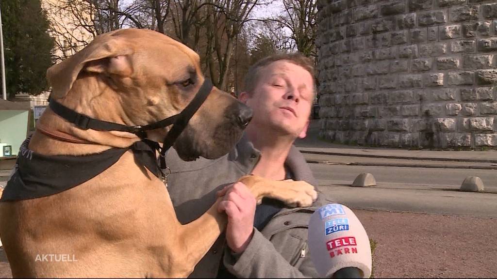 Doggenparade in Solothurn: Grosse Hunde, grosses Aufsehen