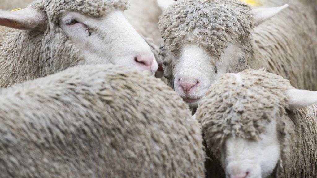 Im Kanton Graubünden werden seit September 30 Schafe vermisst. (Symbolbild)