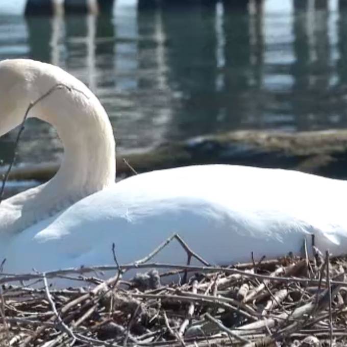 «Rorschacher Schwan ist wirklich dumm»