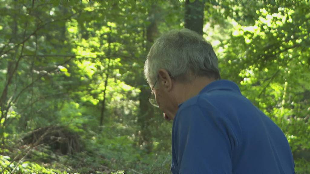 Laut Prognose gibt es eine schlechte Pilzsaison