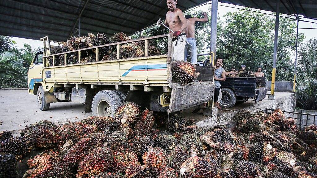 Palmölfrüchte in Indonesien: Nestlé setzt auch weiterhin auf den Rohstoff (Symbolbild).