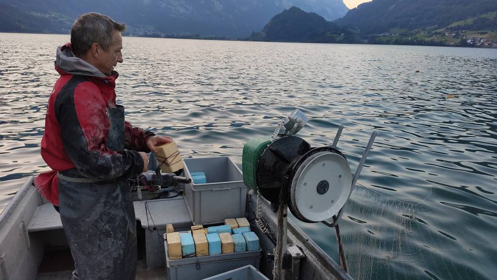 Seit Jahren kaum Fänge – doch der letzte Walensee-Fischer hört nicht auf 