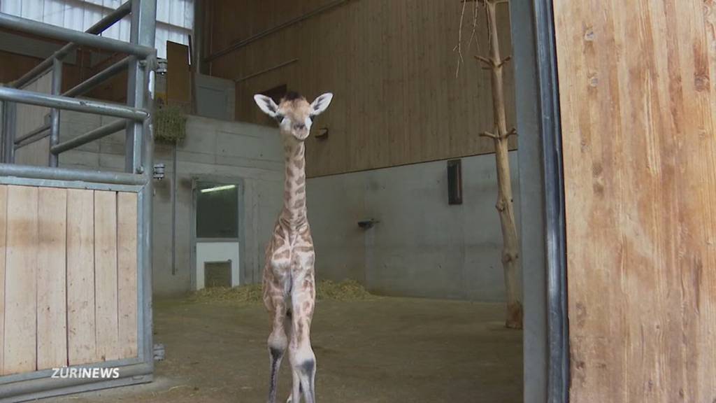 Jö-Alarm im Kinderzoo: Zwei Tage altes Giraffenbaby