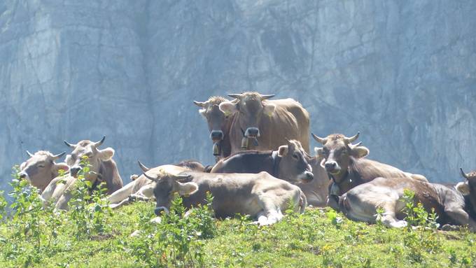 Hundeverbot auf der Bannalp bis Ende Alpsommer