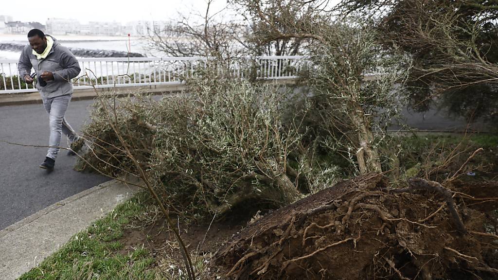 Ein Mann geht an einem Baum vorbei, der auf die Strandpromenade gestürzt ist. Das Orkantief «Ciaran» («Emir») hat in der Nacht zum 02.11.23 den Nordwesten Frankreichs sowie den Südwesten Englands und die Kanalinseln getroffen. Foto: Jeremias Gonzalez/AP/dpa