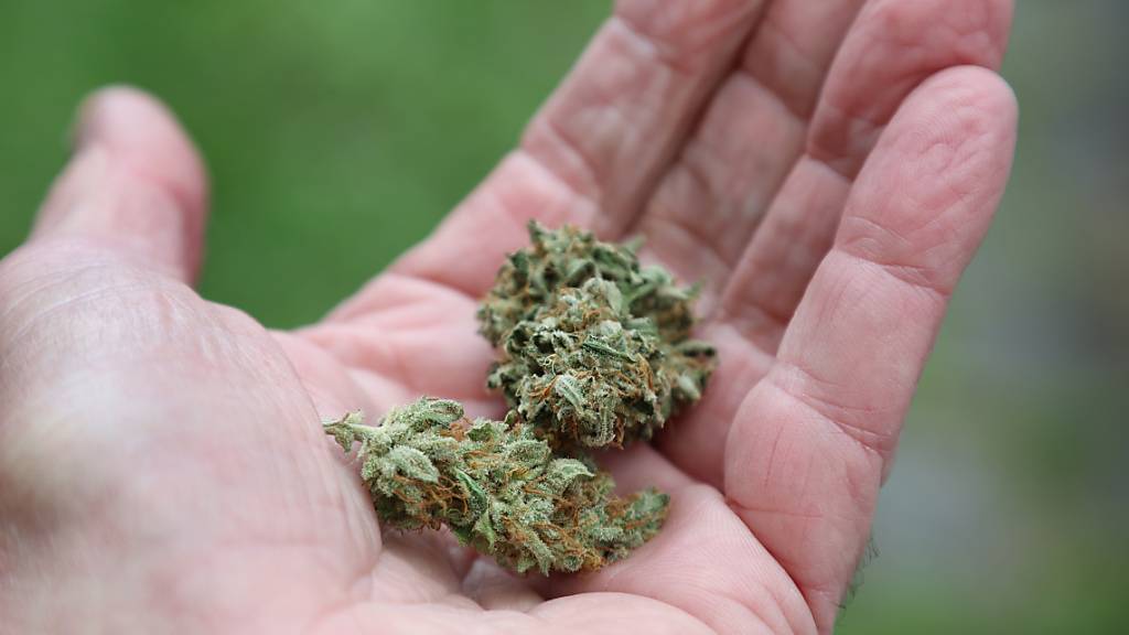 ILLUSTRATION - Eine Hand hält getrocknete Cannabis-Blüten. Der Bundestag hat die kontrollierte Freigabe zu Foto: Karl-Josef Hildenbrand/dpa