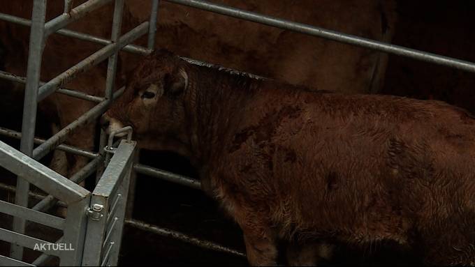Dieser Aargauer Landwirt schlachtet seine Tiere noch auf dem Hof
