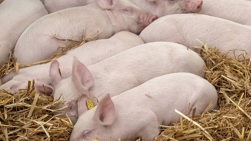 Die neuen Anforderungen gelten für alle Schweinehaltungen, von professionellen Zucht- und Mastbetrieben bis zu Hobbyhaltungen. (Archivbild)