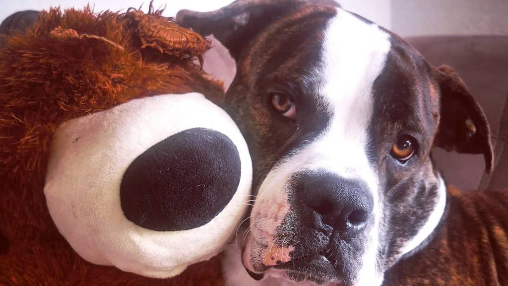 Buddy