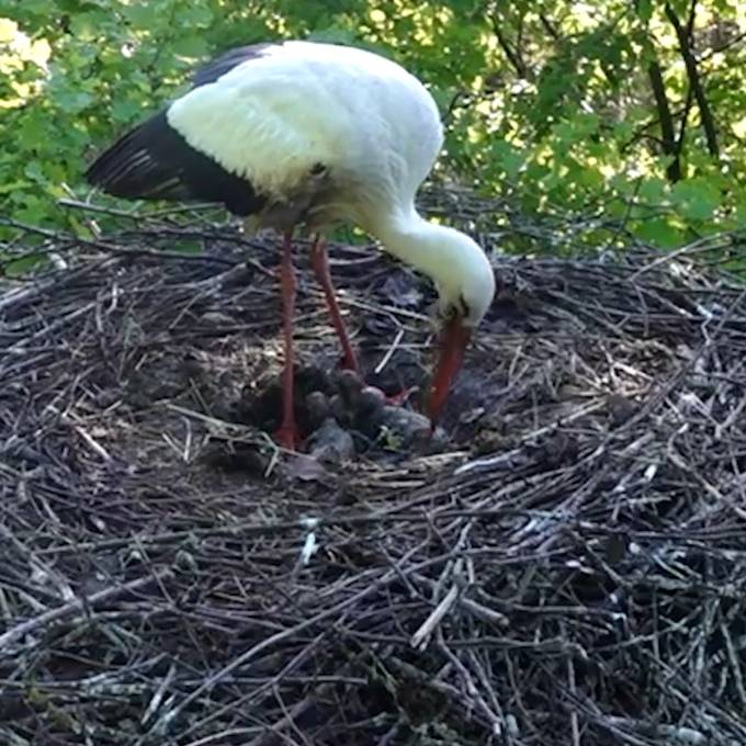 Storch wirft Küken aus dem Nest