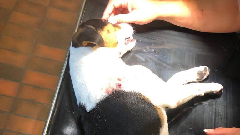 Hund stirbt aufgrund Schussverletzungen – Strafuntersuchung eröffnet