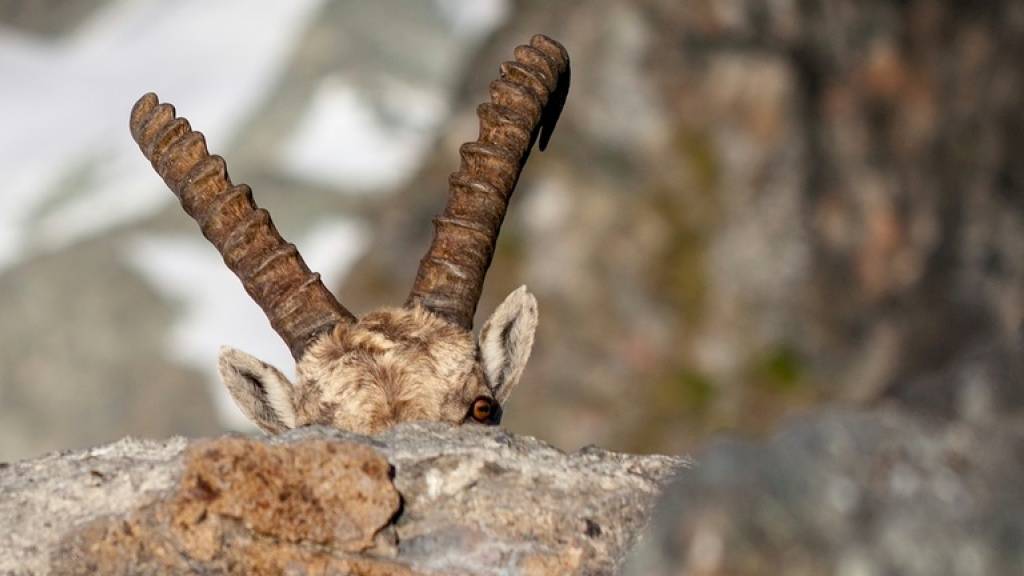 Beim Dachverband Schweizer Tierschutz (STS) kehrt keine Ruhe ein, jetzt wird die Delegiertenversammlung vom 4. November verschoben. (Symbolbild)