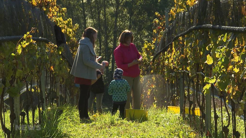 Erstmals seit 400 Jahren Weintrauben auf Berner Stadtboden geerntet