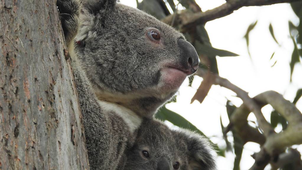 Das australische Nationaltier Koala ist in Gefahr, der Bestand ist um 30 Prozent zurückgegangen.