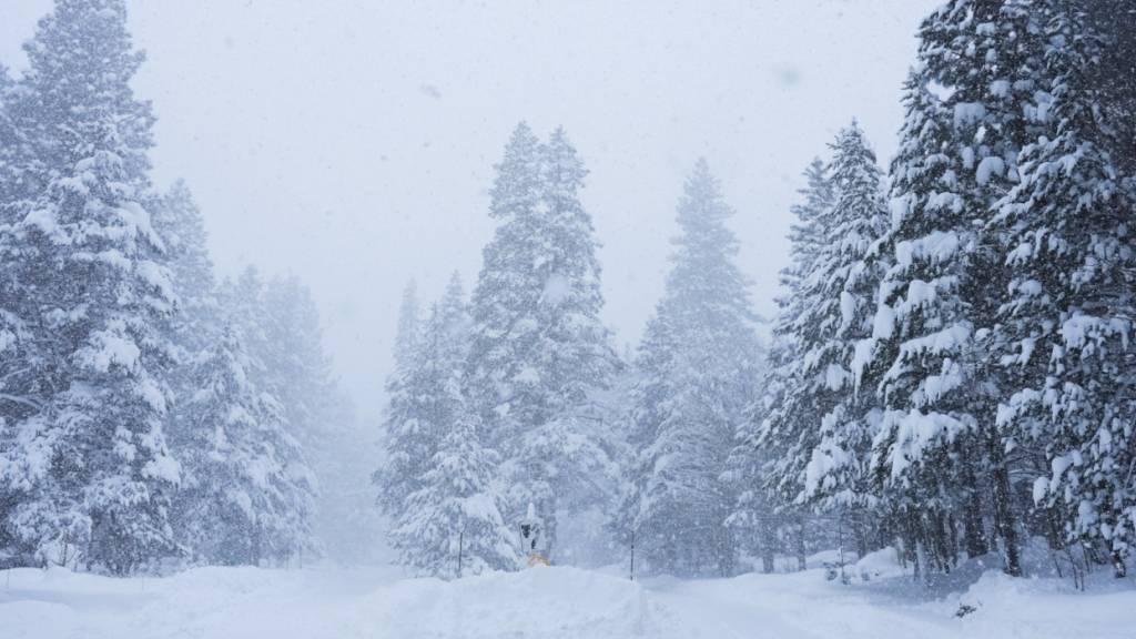 Bäume sind während eines Sturms mit Schnee bedeckt. Foto: Brooke Hess-Homeier/AP/dpa