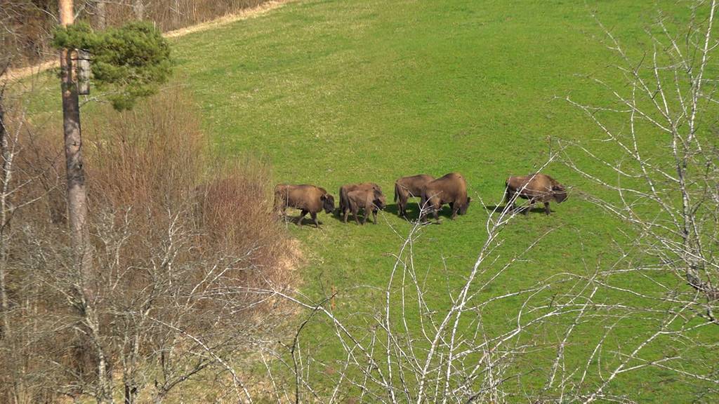 Zurück in die Wildnis