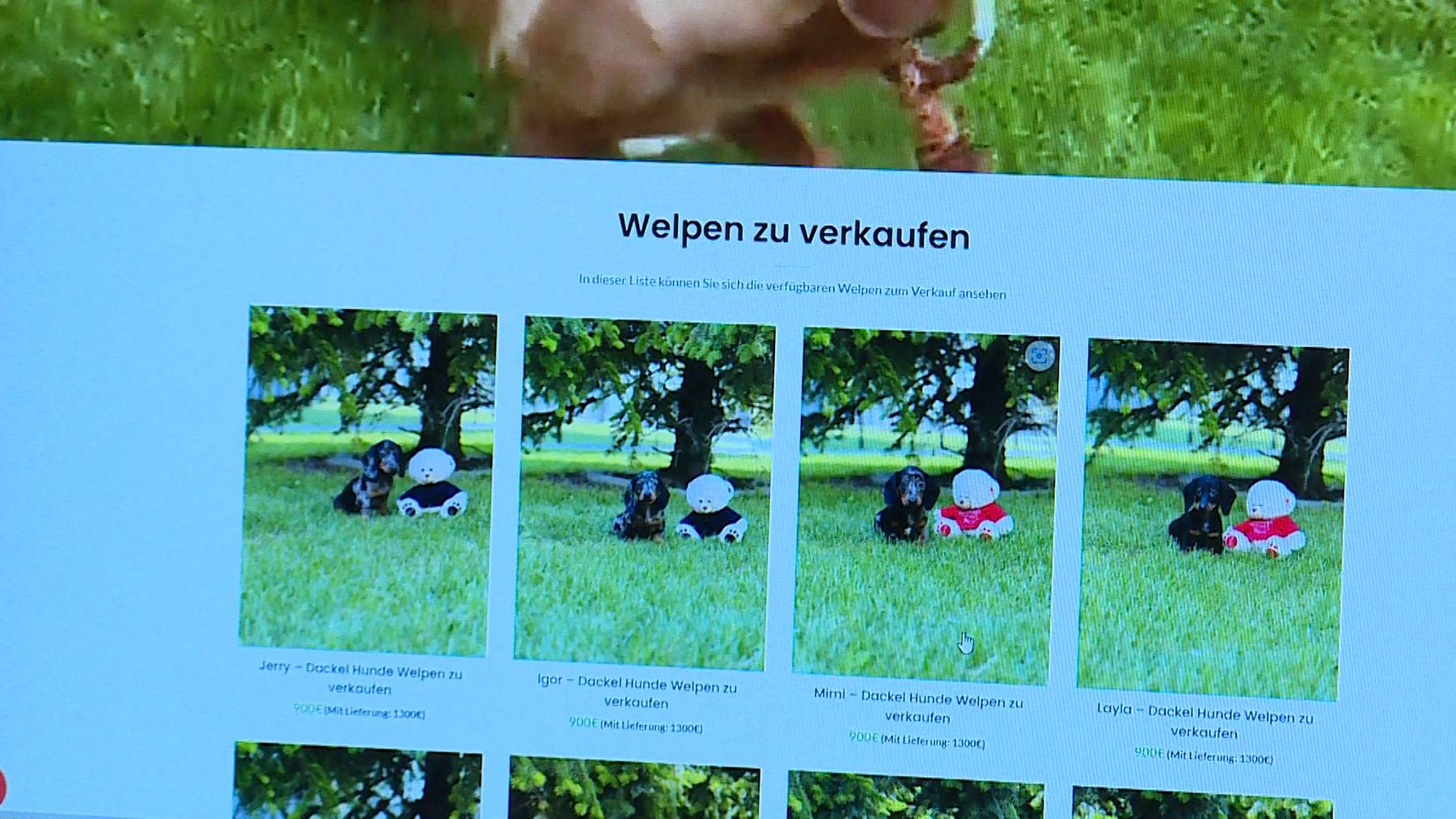 Hundekauf im Internet 