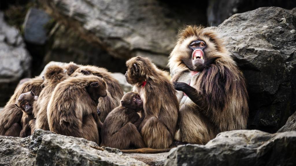 Zoo Zürich tötet zehn überzählige Dscheladas