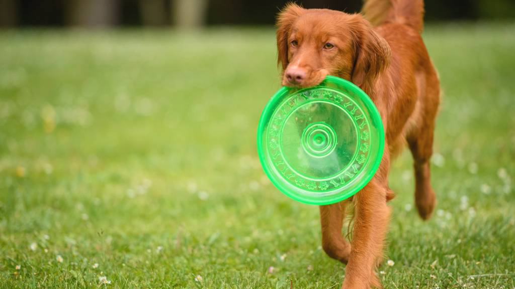 Orange dog with Frisbee in mouth