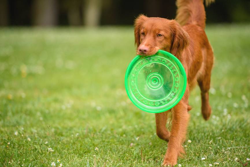 Orange dog with Frisbee in mouth