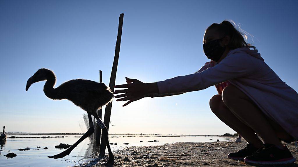dpatopbilder - Mehr als 12 000 Küken sind an den salzigen Gewässern bei Aigues-Mortes geschlüpft. Foto: Christophe Simon/AFP/dpa