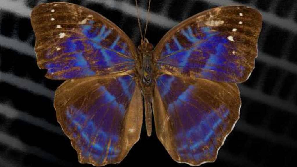 Eine Gitterstruktur auf den Flügeln der tropischen Schmetterlingsart erzeugt das schillernde Farbmuster.