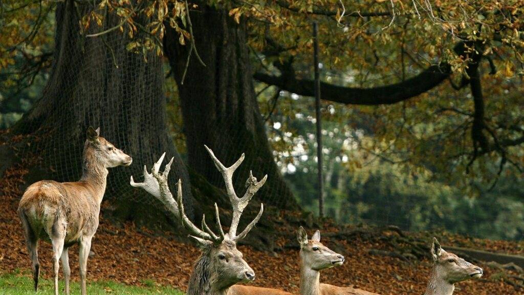 In der Stadt Luzern soll es den Hirschpark weiterhin geben. (Archivaufnahme vom Wildpark Langenberg)