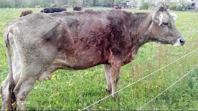 Boninger Tierdrama wird gesühnt