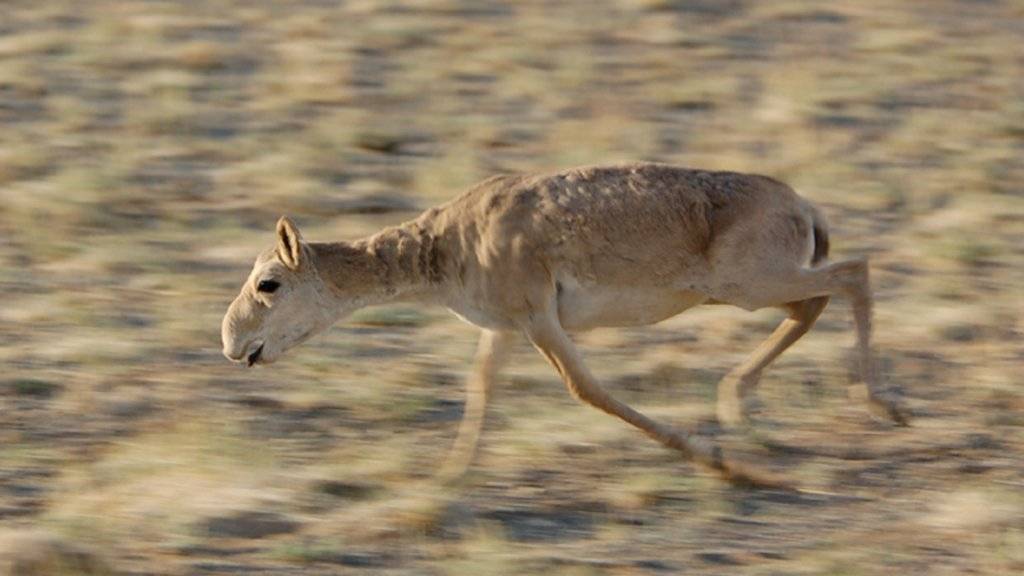 Ein Virus setzt der ohnehin schon bedrohten Saiga-Antilope in der Mongolei zu. (Archivbild)