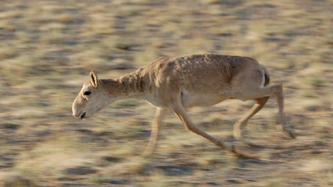 Tierseuche tötet gefährdete Saiga-Antilopen