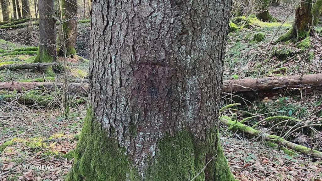 Fotofallen geklaut – Wer sabotiert das Wolfsmonitoring?