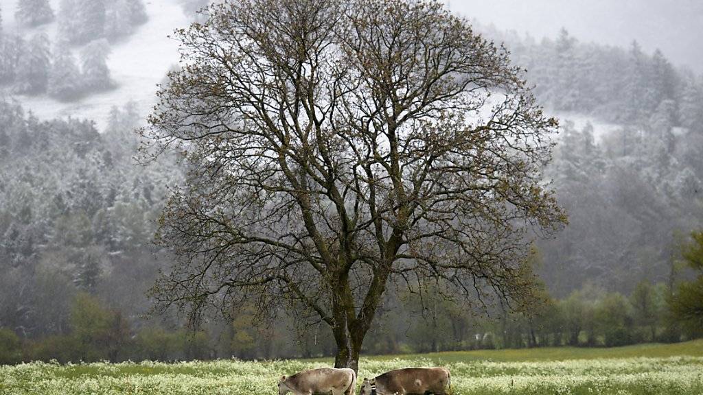 Grasende Kühe auf einer Weide: Dieses idyllische Bild soll dank einem Ausbau des Tierwohlprogramms RAUS (Regelmässiger Auslauf im Freien) auch in Zukunft zum schweizerischen Alltag gehören. (Archivbild)