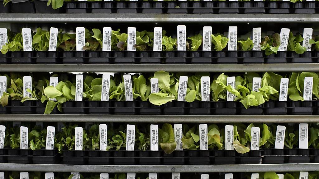 Die Gemeindegärtnerei Schwyz verkaufte unter anderem auch Setzlinge. Nun schliesst sie die Tore. (Symbolbild)