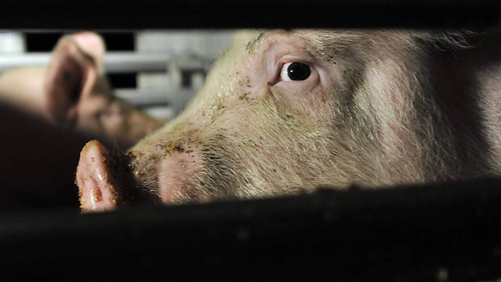 Dänemark verliert in einem Jahr jedes zehnte Schwein