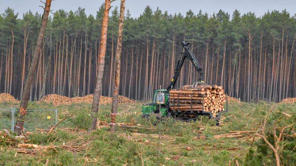 Vergangenes Jahr wurde weltweit eine Waldfläche von 6,6 Millionen Hektaren gerodet. (Archivbild)