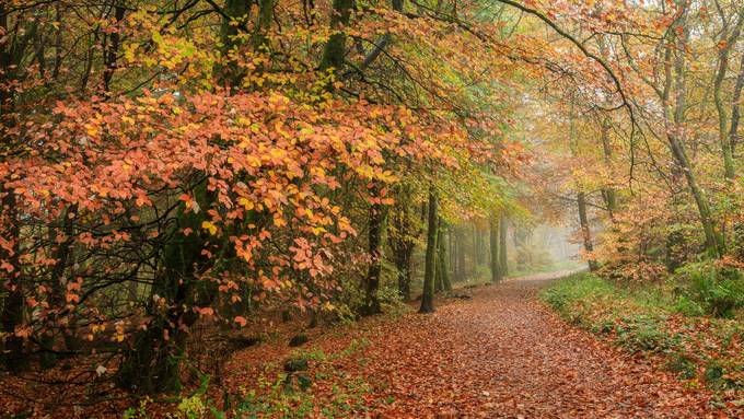 Laubtracker: Wo in der Schweiz ist der Herbst so richtig bunt?