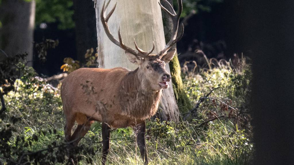 Hirsche mit Tuberkulose im grenznahen Montafon (A) gefunden