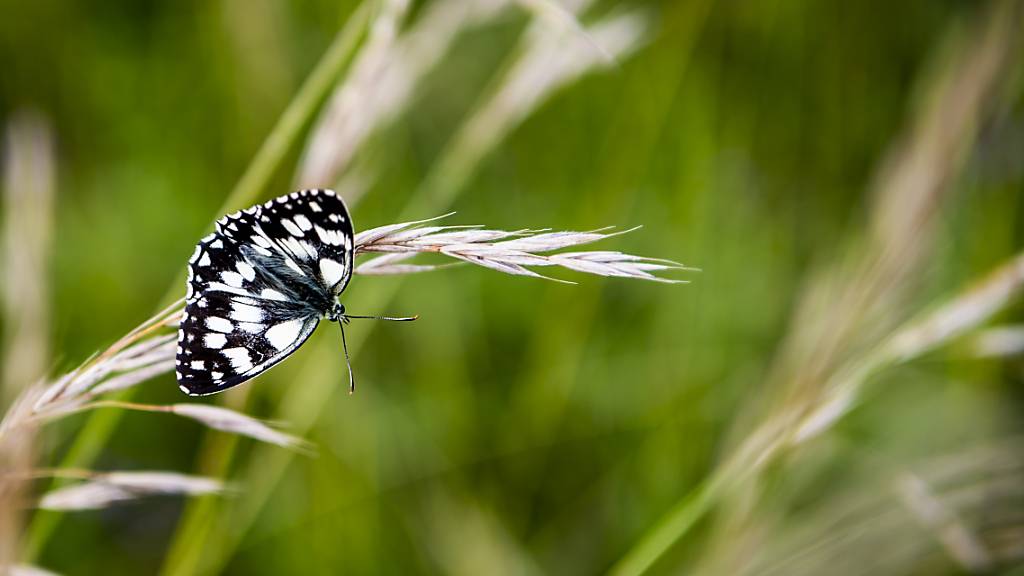 Die Pollensaison 2023 war von einer hohen Konzentration des Hauptallegens Gräserpollen geprägt. (Archivbild)