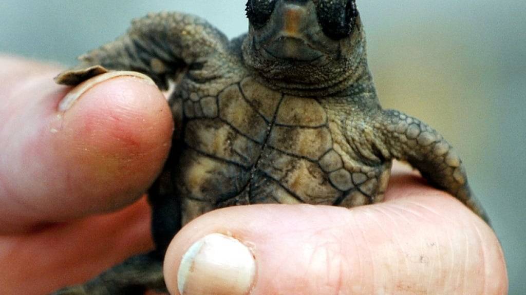 Ein Schildkrötenbaby in einer Aufnahme aus Lauderdale-by-the-Sea im US-Staat Florida. (Archivbild)