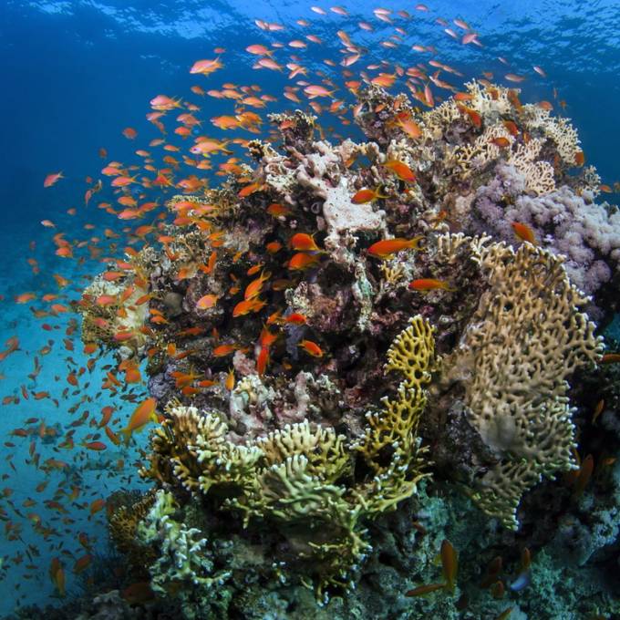 Great Barrier Reef soll «gefährdetes Welterbe» werden