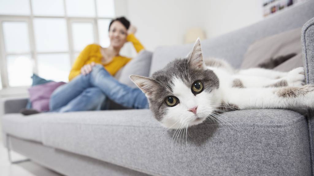 Katze auf dem Sofa